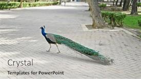  Presentation with peacock - Slides featuring beautiful-peacock-at-the-garden background and a light gray colored foreground