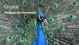 Presentation with peacock - Presentation featuring beautiful-peacock-displays-its-plumage background and a dark gray colored foreground