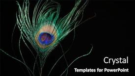  Presentation with peacock feather - PPT layouts enhanced with beautiful-peacock-eye-feather background and a black colored foreground