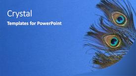  Presentation with peacock - Presentation theme with beautiful-peacock-feathers-on-blue background and a teal colored foreground