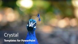  Presentation with peacock - Colorful PPT theme enhanced with beautiful-peacock-head-shot backdrop and a ocean colored foreground