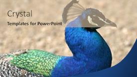  Presentation with beautiful nature - Slides having beautiful-peacock-in-the-nature background and a  colored foreground