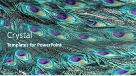  Presentation with peacock - Presentation theme having beautiful-peacock-tail-closeup-background and a  colored foreground