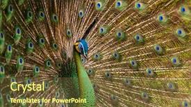  Presentation with peacock feather - Slide deck consisting of bank note and coin money background and a tawny brown colored foreground.