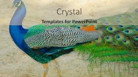  Presentation with peacock - 