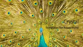  Presentation with peacock - Presentation theme having beautiful peacock background and a gold colored foreground