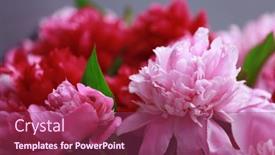 Presentation with peony - 