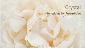 Presentation with peony - 