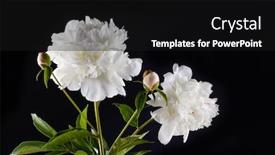  Presentation with peony flower - Cool new presentation theme with beautiful-peony-flower-flowers backdrop and a black colored foreground