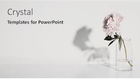  Presentation with peony flower - Presentation theme enhanced with beautiful-peony-flower-in-glass background and a light gray colored foreground