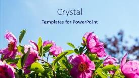  Presentation with peony - Presentation design consisting of beautiful-peony-flowers-against background and a sky blue colored foreground