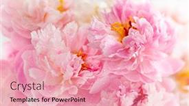  Presentation with beautiful spring flowers - Amazing presentation theme having beautiful-peony-flowers-close-up backdrop and a coral colored foreground