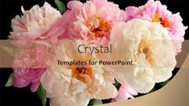  Presentation with peony - Amazing PPT layouts having beautiful-peony-flowers-close-up backdrop and a coral colored foreground