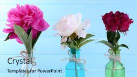  Presentation with peony - Amazing presentation having beautiful-peony-flowers-in-glass backdrop and a arctic colored foreground