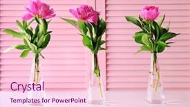  Presentation with peony - Beautiful PPT layouts featuring beautiful peony flowers on pink folding screen background backdrop and a lemonade colored foreground