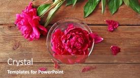 Presentation with peony - Beautiful PPT layouts featuring beautiful peony in glass on wooden background backdrop and a coral colored foreground