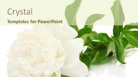  Presentation with peony - Colorful theme enhanced with beautiful peony isolated on white backdrop and a soft green colored foreground