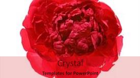  Presentation with peony - Amazing presentation having beautiful peony isolated on white backdrop and a red colored foreground