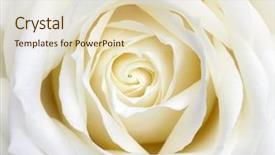  Presentation with white rose - Slide set having beautiful perfect white rose flower background and a soft green colored foreground