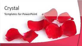  Presentation with white rose - Theme enhanced with beautiful petals of red roses background and a white colored foreground