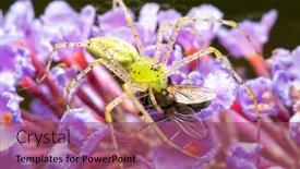  Presentation with light green - PPT theme having beautiful-peucetia-viridans-green-lynx background and a violet colored foreground