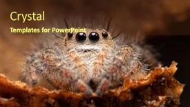  Presentation with spider - Presentation design with beautiful-phidippus-princeps-jumping-spider background and a tawny brown colored foreground