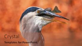  Presentation with blue - PPT layouts featuring beautiful-photo-of-a-great background and a  colored foreground