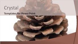  Presentation with pine cone - Slides having beautiful pine cone isolated on white background close up background and a soft green colored foreground