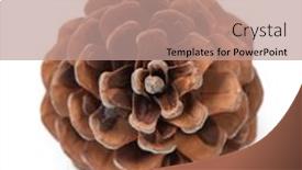  Presentation with pine cone - Cool new slides with beautiful pine cone isolated on white background close up backdrop and a coral colored foreground