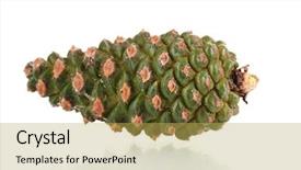  Presentation with pine cone - Amazing slide set having beautiful-pine-cone-isolated backdrop and a yellow colored foreground