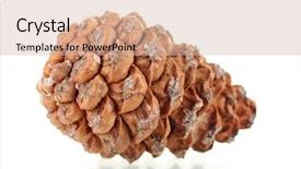  Presentation with pine cone - Colorful presentation design enhanced with beautiful pine cone isolated backdrop and a soft green colored foreground