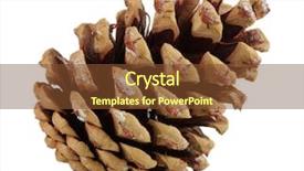  Presentation with pine cone - Slide deck with beautiful pine cone isolated background and a tawny brown colored foreground