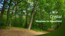  Presentation with beautiful of bamboo forest - Beautiful theme featuring beautiful pine forest at summer backdrop and a  colored foreground