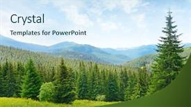  Presentation with apple trees are blooming pink - Beautiful theme featuring beautiful pine trees on background backdrop and a sky blue colored foreground