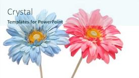  Presentation with gerbera daisy - 