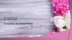  Presentation with color pink - Slides featuring beautiful pink and white peonies on color wooden background background and a light blue colored foreground