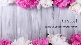  Presentation with color pink - PPT theme consisting of beautiful-pink-and-white-peonies background and a lemonade colored foreground