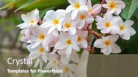  Presentation with plumeria - Slide deck enhanced with beautiful-pink-and-white-plumeria background and a coral colored foreground