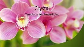 Presentation with pink green - Presentation theme enhanced with beautiful pink and yellow orchid background and a coral colored foreground