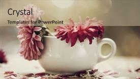  Presentation with pink petal flower animated - Slide deck consisting of beautiful pink aster flowers background and a mint green colored foreground