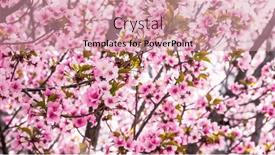 Presentation with springtime - Presentation theme featuring beautiful-pink-background-from-tree background and a coral colored foreground