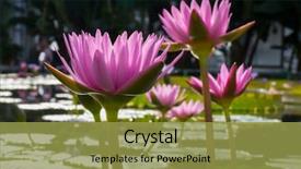  Presentation with blooming lotus flower of pink - PPT theme with beautiful pink blooming indian lotus background and a  colored foreground