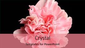  Presentation with pink black - PPT theme consisting of beautiful pink carnation flower background and a coral colored foreground