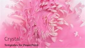  Presentation with chrysanthemum - Presentation design consisting of beautiful-pink-chrysanthemum-flower background and a coral colored foreground