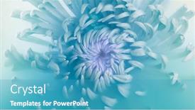  Presentation with chrysanthemum - Theme enhanced with beautiful-pink-chrysanthemum-flower background and a teal colored foreground