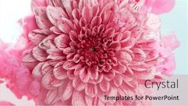  Presentation with chrysanthemum - Slide deck consisting of beautiful-pink-chrysanthemum-flower background and a coral colored foreground