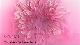  Presentation with chrysanthemum - Presentation theme consisting of beautiful-pink-chrysanthemum-flower background and a coral colored foreground
