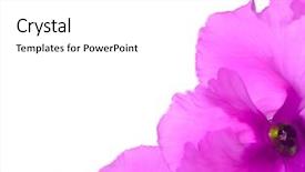  Presentation with border pink - Cool new theme with beautiful pink cyclamen flowers backdrop and a white colored foreground