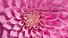  Presentation with dahlia - 