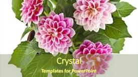  Presentation with purple orchids pink flowers orchid - Theme enhanced with beautiful pink dahlia flowers bouquet background and a tawny brown colored foreground